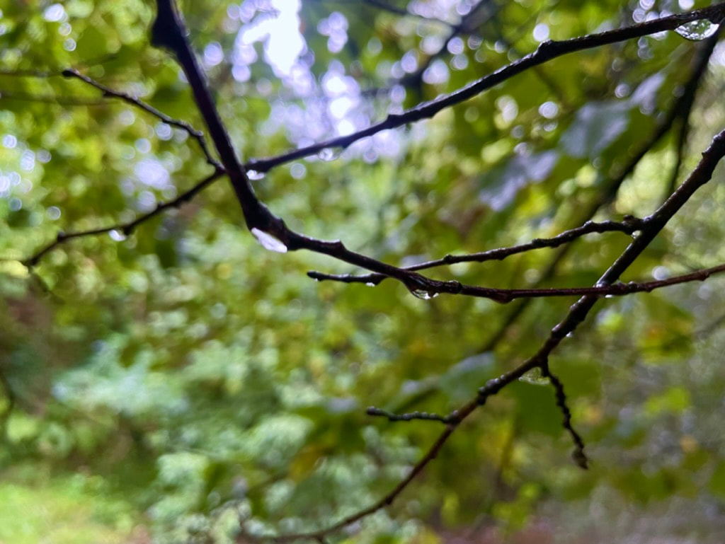 Bikepacking Exmoor & Quantock Hills - Day 2, photo 2 of 11